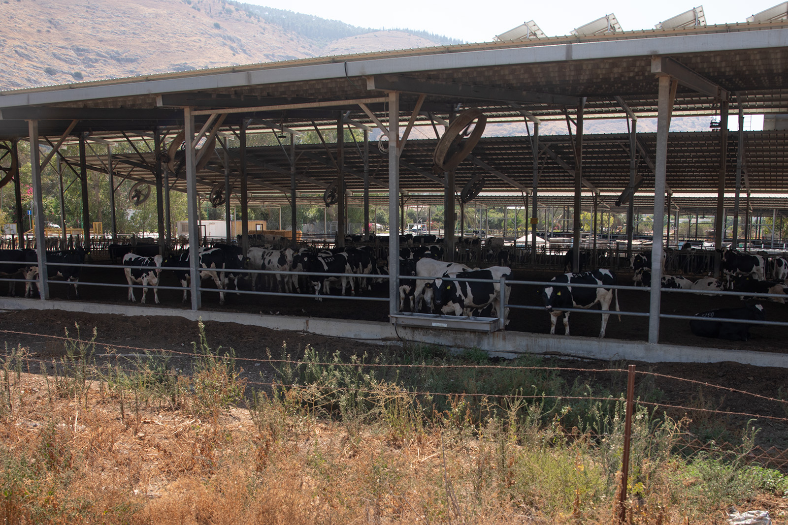 Beth Alpha Dairy