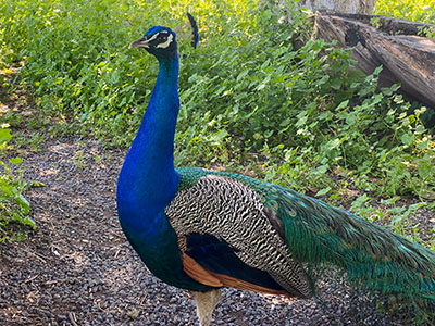 Eastern Capernaum - Peacock