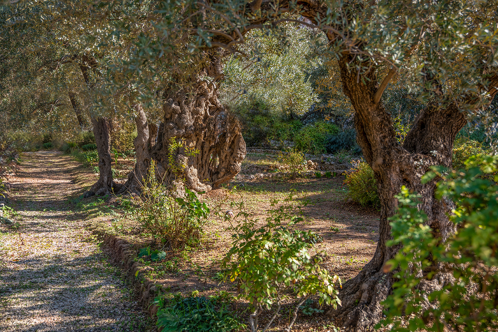 Garden of Gethsemane