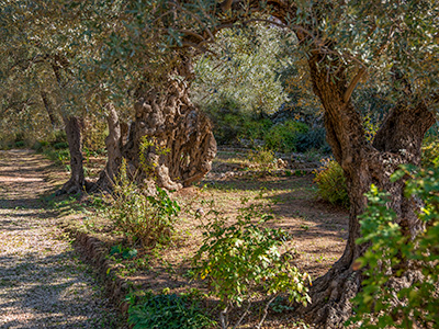 Garden of Gethsemane