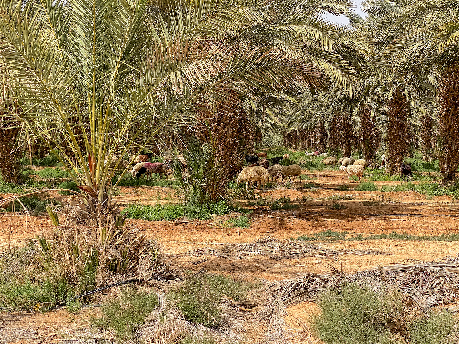 Jericho Date Palms