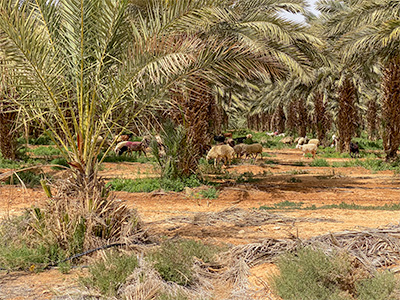 Jericho Date Palms